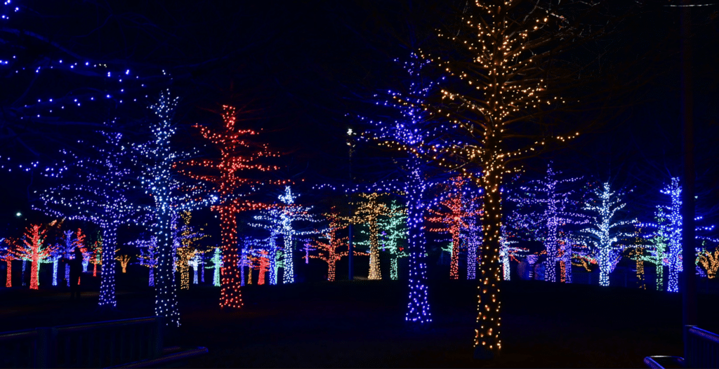 A nighttime scene of a forest filled with leafless trees wrapped in vibrant Christmas lights, featuring colors like blue, red, white, green, and amber, creating a festive and colorful holiday display.