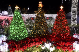 Three beautifully lit Christmas trees in a festive outdoor display, featuring green, amber, and red lights, surrounded by red poinsettias, glowing gift boxes, and a house adorned with white holiday lights in the background.
